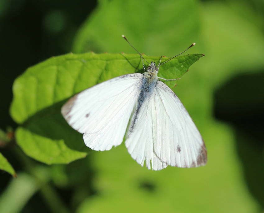 Pieris rapae butterfly